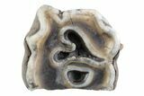 Fossil Woolly Rhino (Coelodonta) Tooth - Siberia #370924-2